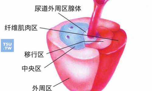 腰痹通胶囊价格-药痹通胶囊国药准字是多少网腰痹通胶囊对腰间盘突出有用吗知识网站,分享腰痹通胶囊治疗腰间盘突出怎么样大全