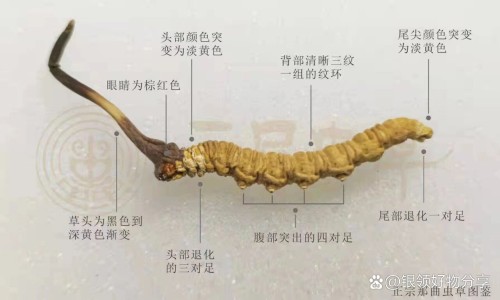 腰痹通胶囊的功能主治-药痹通胶囊国药准字是多少网腰痹通胶囊对腰间盘突出有用吗知识网站,分享腰痹通胶囊治疗腰间盘突出怎么样大全